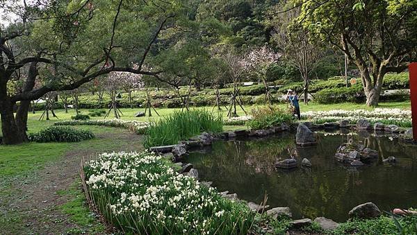 03020218陽明山花季11.jpg