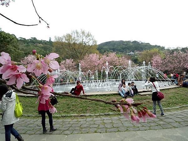 03020218陽明山花季38.jpg