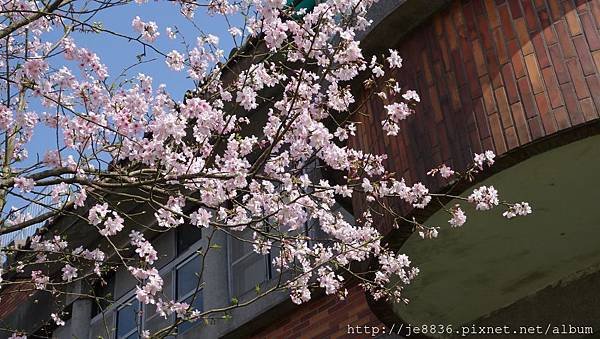 0302竹子湖 (11).jpg