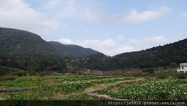 0302竹子湖 (45).jpg