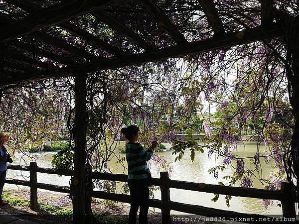 0330大湖公園6.jpg
