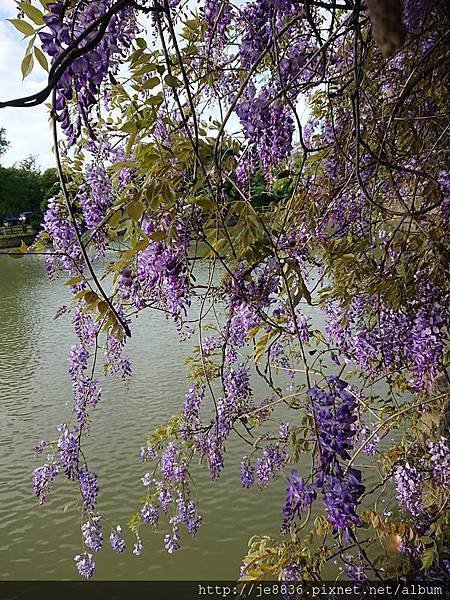 0330大湖公園8.jpg