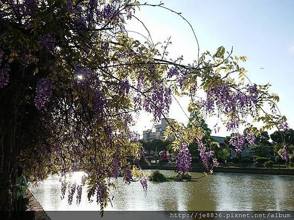 0330大湖公園18.jpg