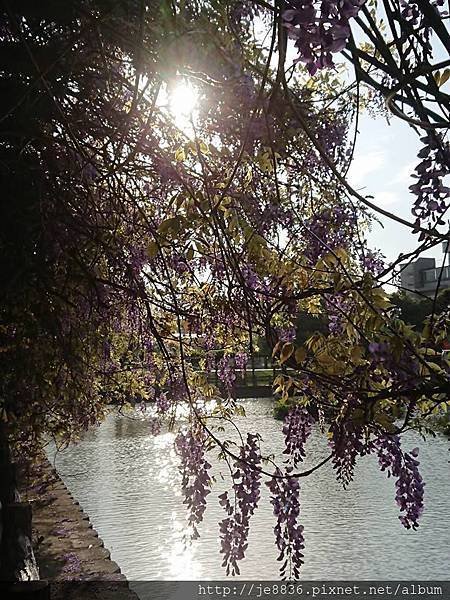 0330大湖公園20.jpg