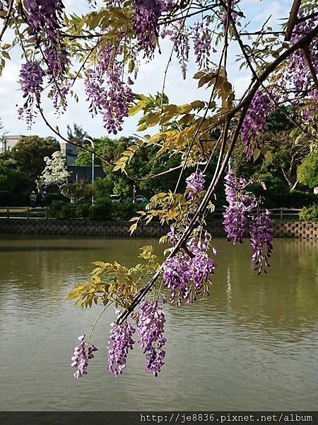 0330大湖公園21.jpg