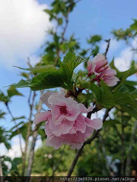 0330大湖公園27.jpg