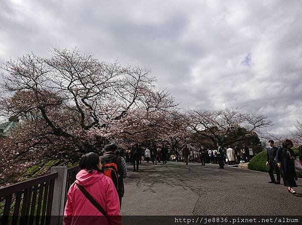 0323千鳥淵6.jpg