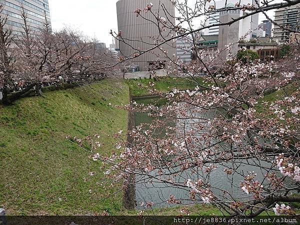 0323千鳥淵8.jpg