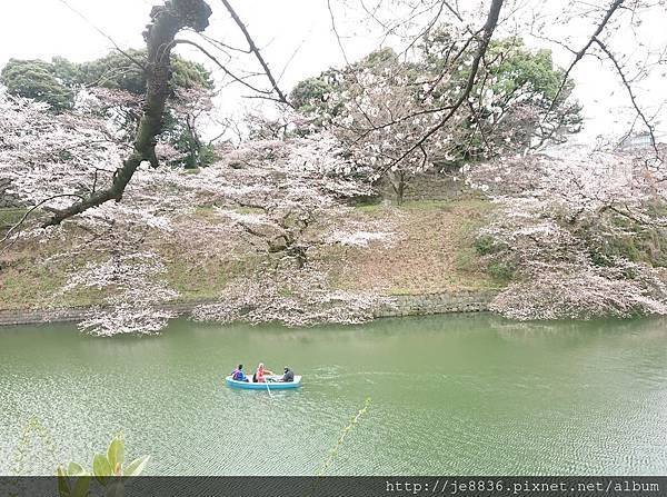 0323千鳥淵13.jpg