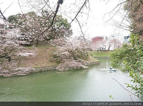 0323千鳥淵14.jpg