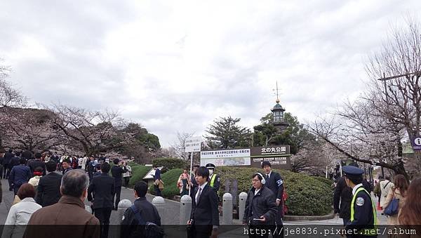 0323千鳥淵15.jpg