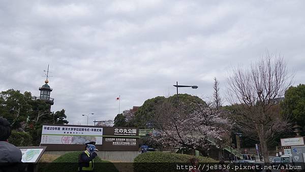 0323千鳥淵16.jpg