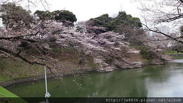 0323千鳥淵21.jpg