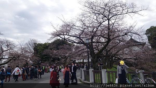 0323千鳥淵20.jpg