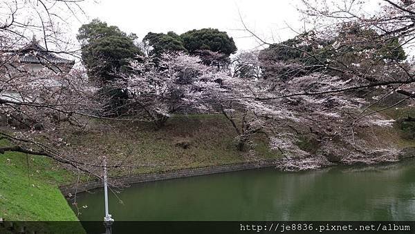 0323千鳥淵22.jpg