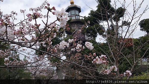 0323千鳥淵23.jpg