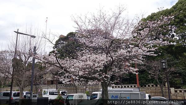 0323千鳥淵26.jpg