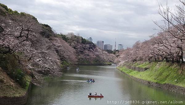 0323千鳥淵28.jpg
