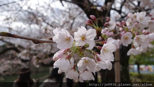 0323千鳥淵31.jpg