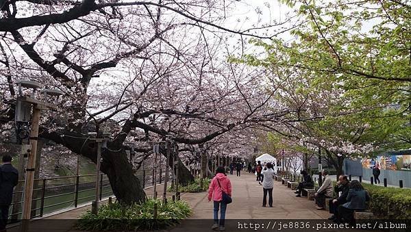 0323千鳥淵33.jpg