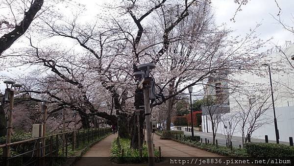 0323千鳥淵35.jpg