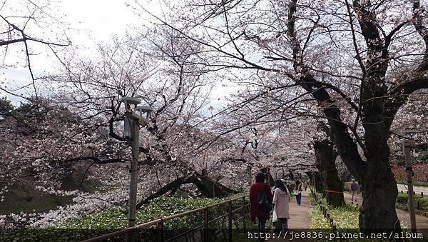 0323千鳥淵37.jpg