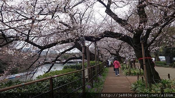 0323千鳥淵40.jpg