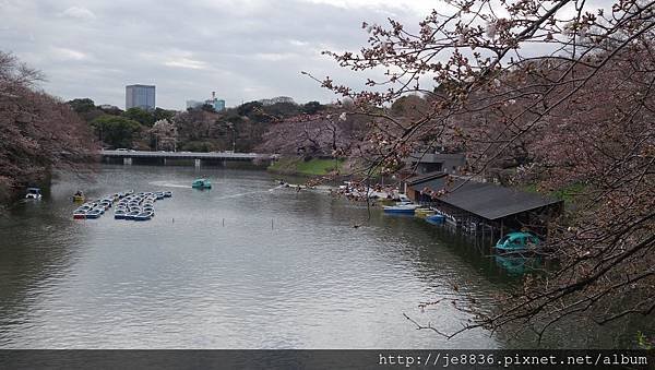 0323千鳥淵39.jpg