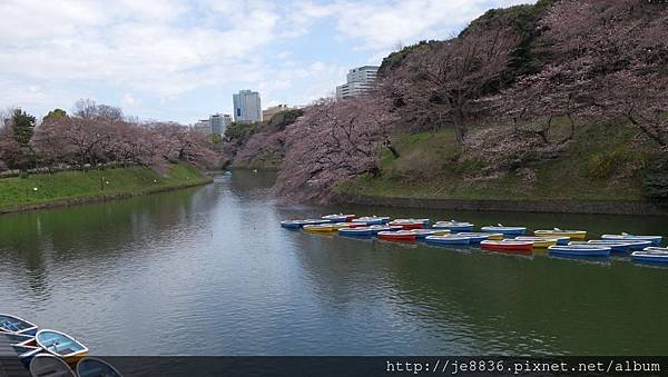 0323千鳥淵45.jpg