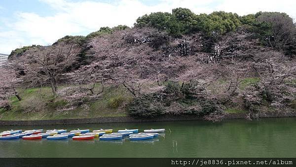 0323千鳥淵47.jpg