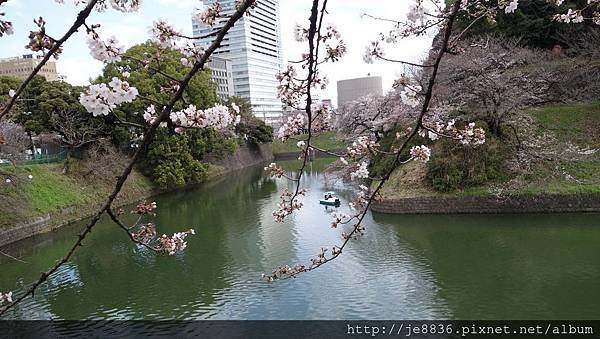 0323千鳥淵51.jpg