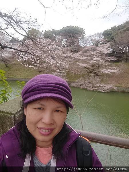 0323千鳥淵53.jpg