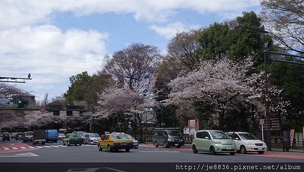 0323千鳥淵52.jpg