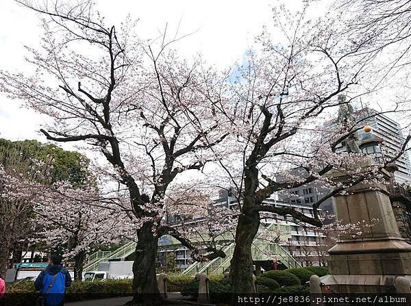 0323千鳥淵54.jpg
