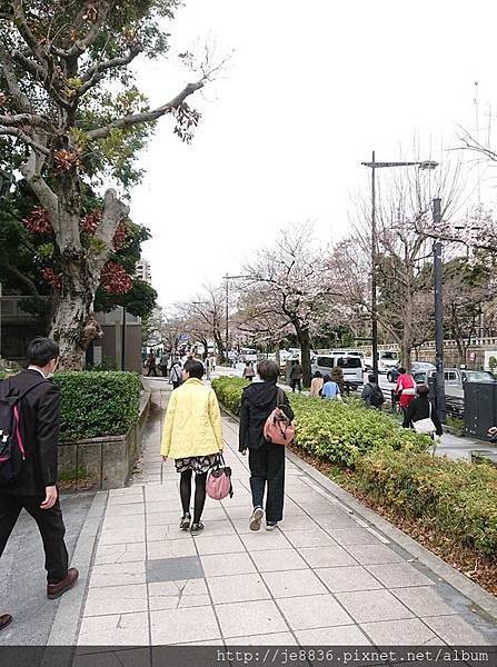 0323千鳥淵55.jpg