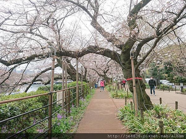 0323千鳥淵60.jpg