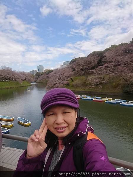 0323千鳥淵62.jpg