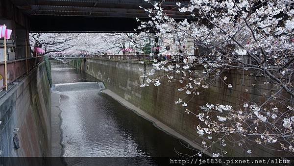 0323目黑川賞櫻11.jpg