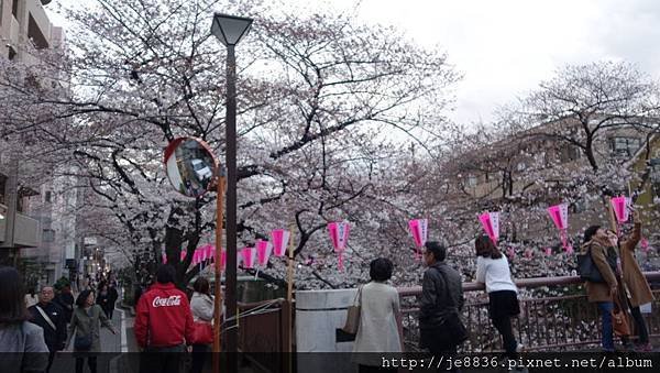 0323目黑川賞櫻20.jpg
