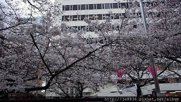0323目黑川賞櫻30.jpg