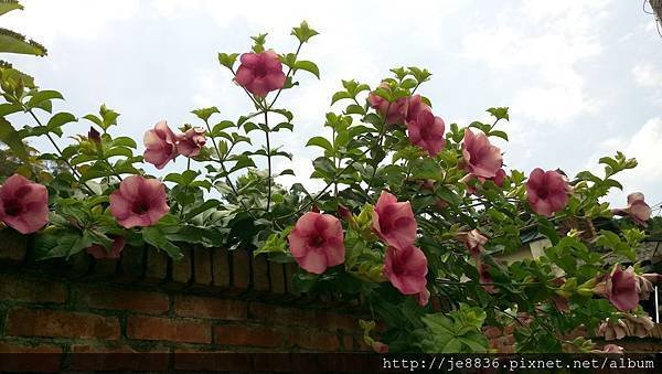 2017野百合祕密花園5.jpg