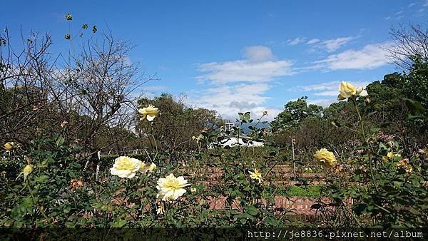 2019士林官邸梅花25.jpg