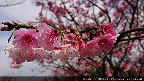 0123平菁街42巷寒櫻9.jpg