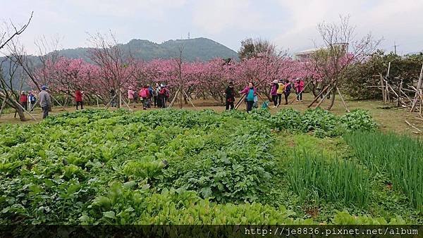 0123平菁街42巷寒櫻42.jpg