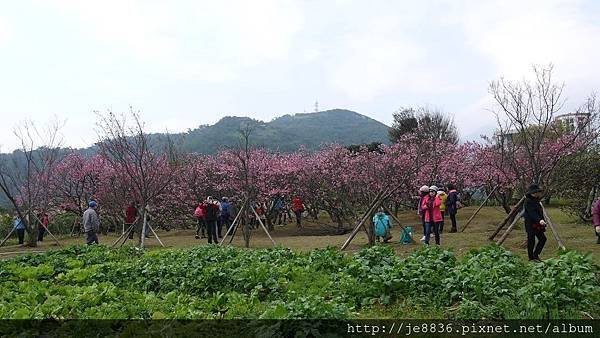 0123平菁街42巷寒櫻042.jpg