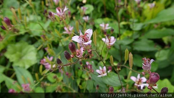 2019台中花博054.jpg