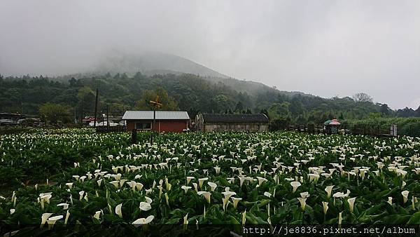 0324海芋季11.jpg