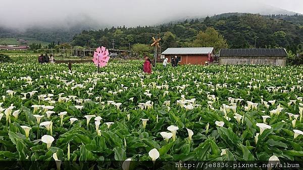 0324海芋季51.jpg