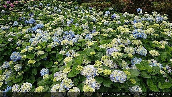 0523陽明山半日遊31.jpg