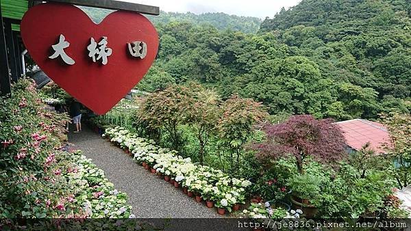 0523陽明山半日遊36.jpg